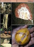 Chrysophyllum albidum